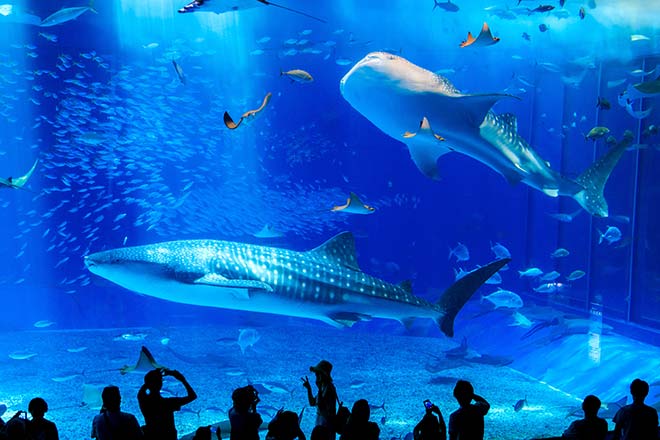 美ら海水族館割引チケット販売中